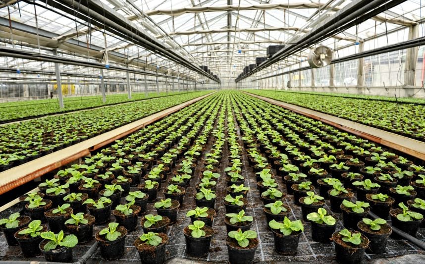 Commercial Greenhouses' Essential Need for Airflow: Cultivating Success Commercial Greenhouses' Essential Need for Airflow: Cultivating Success
